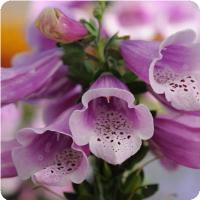 DIGITALE DALMATIAN ROSE NR.1000 SEMI